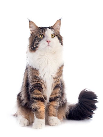 portrait of a purebred  maine coon cat on a white background Stock Photo - Budget Royalty-Free & Subscription, Code: 400-07409337