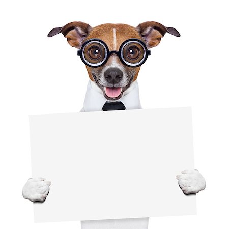 simsearch:400-08898663,k - funny boss dog holding a blank banner Photographie de stock - Aubaine LD & Abonnement, Code: 400-07409449