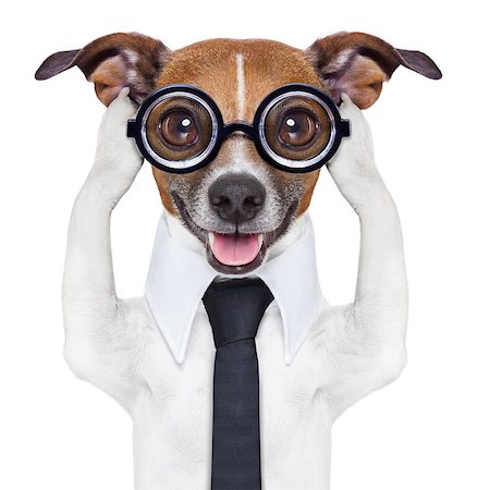 covering both ears dog with paws and a blue tie Fotografie stock - Microstock e Abbonamento, Codice: 400-07409458