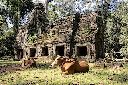 preah khan temple - A one-storied building to the east of the main portion of the Preah Khan temple stands against the jungle. In the foreground, two contented cows are resting. Foto de stock - Super Valor sin royalties y Suscripción, Código: 400-07409670