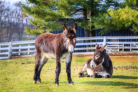 simsearch:400-07299198,k - Two donkeys on a farm in Kentucky Foto de stock - Super Valor sin royalties y Suscripción, Código: 400-07409960