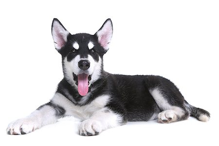 simsearch:693-03303306,k - Adorable Alaskan Malamute Puppy on White Background in Studio Stock Photo - Budget Royalty-Free & Subscription, Code: 400-07414187