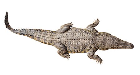 Wildlife crocodile isolated on white background with clipping path Stock Photo - Budget Royalty-Free & Subscription, Code: 400-07414198