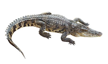 simsearch:614-06312103,k - Wildlife crocodile isolated on white background with clipping path Foto de stock - Super Valor sin royalties y Suscripción, Código: 400-07414199