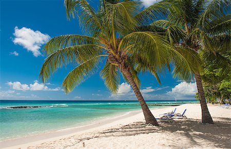 Palms on the white beach and a turquoise sea on a Caribbean island of Barbados Stock Photo - Budget Royalty-Free & Subscription, Code: 400-07414336