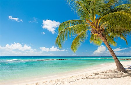 Palms on the white beach and a turquoise sea on a Caribbean island of Barbados Stock Photo - Budget Royalty-Free & Subscription, Code: 400-07414337