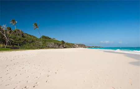 simsearch:400-07625542,k - Crane Beach is one of the most beautiful beaches on the Caribbean island of Barbados. It is a tropical paradise with palms hanging over turquoise sea Foto de stock - Super Valor sin royalties y Suscripción, Código: 400-07414339