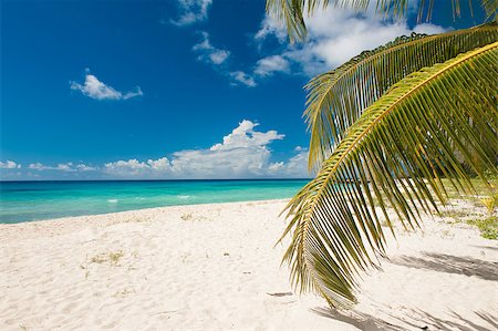 Palms on the white beach and a turquoise sea on a Caribbean island of Barbados Stock Photo - Budget Royalty-Free & Subscription, Code: 400-07414332