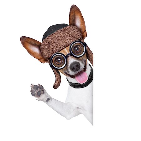 simsearch:400-07046129,k - crazy silly dog with funny glasses behind blank placard Fotografie stock - Microstock e Abbonamento, Codice: 400-07414645