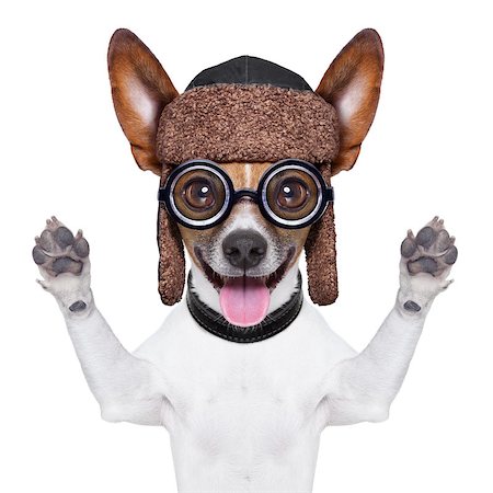 simsearch:400-07046129,k - crazy silly dog with funny glasses showing tongue Fotografie stock - Microstock e Abbonamento, Codice: 400-07414646