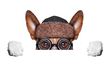 simsearch:400-07046129,k - crazy silly dog with funny glasses behind blank placard Fotografie stock - Microstock e Abbonamento, Codice: 400-07414648