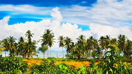 simsearch:400-08012860,k - tropical beach with palms, Andaman Sea, Thailand Stock Photo - Budget Royalty-Free & Subscription, Code: 400-07414926