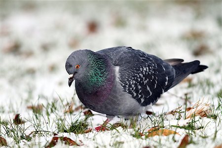 simsearch:400-03987330,k - feral pigeon ( columba livia ) searching food in the grass covered by snow on a winter day Stockbilder - Microstock & Abonnement, Bildnummer: 400-07414922