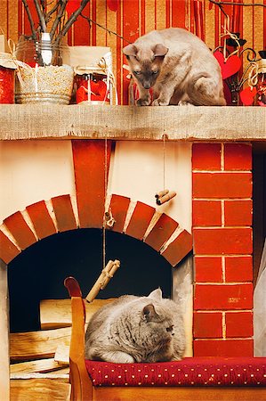 peterbald and blue british shorthair cat at home Fotografie stock - Microstock e Abbonamento, Codice: 400-07414945