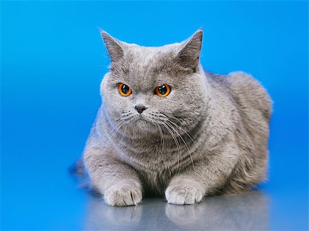 blue british shorthair cat, on blue background Foto de stock - Super Valor sin royalties y Suscripción, Código: 400-07414942