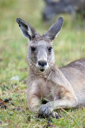 simsearch:400-08038286,k - Great Grey Kangaroo, Grampians, Australia Stockbilder - Microstock & Abonnement, Bildnummer: 400-07415014