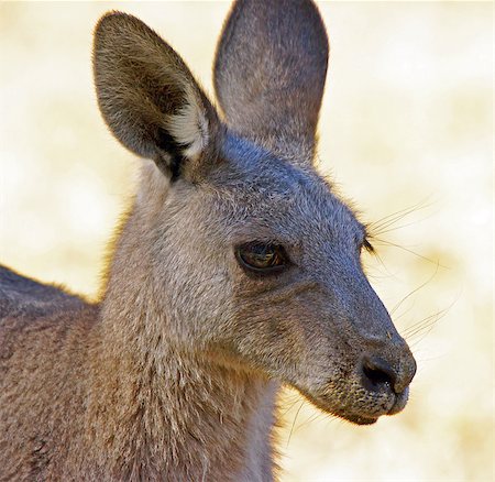 simsearch:400-04455504,k - Great Grey Kangaroo, Grampians, Australia Stock Photo - Budget Royalty-Free & Subscription, Code: 400-07415013