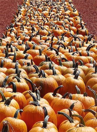 Perspective view of a row of pumpkins squared up neatly at a fall produce market. Stock Photo - Budget Royalty-Free & Subscription, Code: 400-07415136
