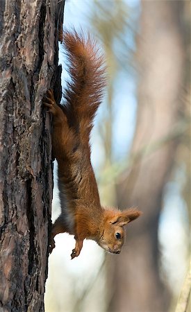simsearch:400-07675760,k - Red Squirrel upside-down hangs on the tree. The animal is disquieted. Stock Photo - Budget Royalty-Free & Subscription, Code: 400-07415253
