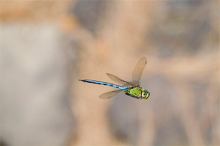 simsearch:400-08706648,k - Emperor dragonfly  (Anax imperator) closeup in flight Foto de stock - Royalty-Free Super Valor e Assinatura, Número: 400-07415285