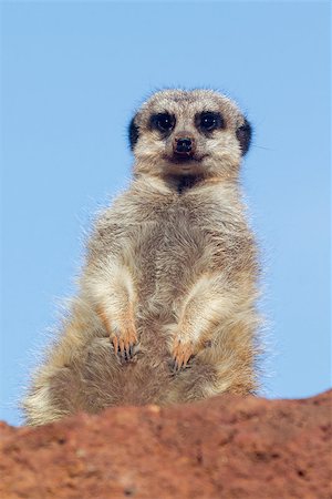 simsearch:400-04879400,k - Meerkat standing in the wild closeup Stock Photo - Budget Royalty-Free & Subscription, Code: 400-07415288