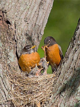 simsearch:400-08370626,k - father robin feed his unfledged young a tasty treat of earthworms while mom watches Foto de stock - Super Valor sin royalties y Suscripción, Código: 400-07416629