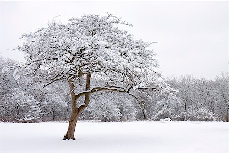 lone snow covered tree stands out from the snow kissed forest Stock Photo - Budget Royalty-Free & Subscription, Code: 400-07416634