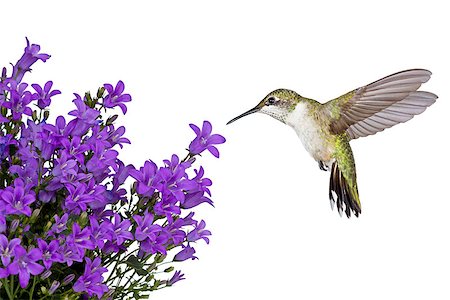 simsearch:400-05027630,k - hummingbird hovers of a purple campanula get mee, white background Photographie de stock - Aubaine LD & Abonnement, Code: 400-07416636