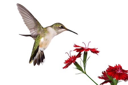 hummingbird spreads her tail over three red dianthus; white background Photographie de stock - Aubaine LD & Abonnement, Code: 400-07416630