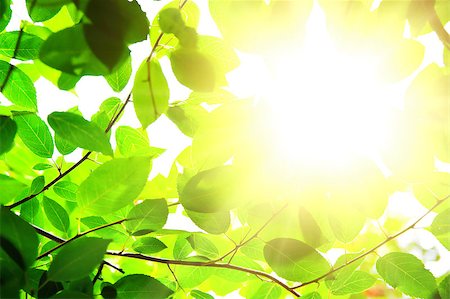 Branch green leafes on branch in sunny day Fotografie stock - Microstock e Abbonamento, Codice: 400-07416818