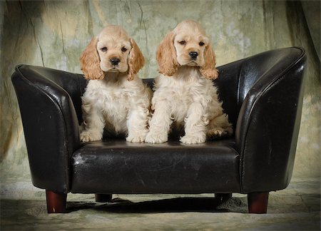 cute puppies - american cocker spaniel puppies sitting on a leather couch on green background - 8 weeks old Stock Photo - Budget Royalty-Free & Subscription, Code: 400-07416836