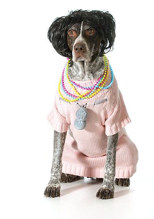 dogs with jewelry - german short-haired pointer puppy wearing pink sweater and beads sitting isolated on white background Stock Photo - Budget Royalty-Free & Subscription, Code: 400-07416837