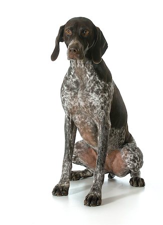 pointer dogs sitting - german shorthaired pointer looking at viewer isolated on white background- female Stock Photo - Budget Royalty-Free & Subscription, Code: 400-07416838