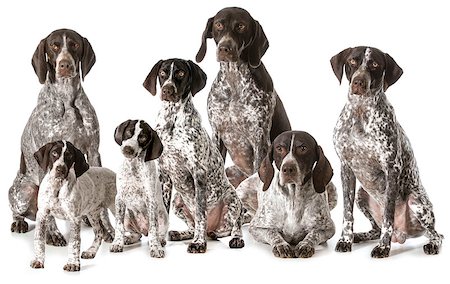 simsearch:400-05333490,k - german shorthaired pointers isolated on white background Photographie de stock - Aubaine LD & Abonnement, Code: 400-07416839