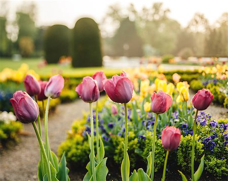 simsearch:400-08555878,k - Vintage park with tulip garden in calm sunlight after a fresh rain. Netherlands spring at its best Stock Photo - Budget Royalty-Free & Subscription, Code: 400-07416882