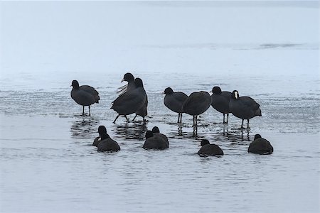 simsearch:400-07309672,k - Eurasian coot (Fulica atra) in winter. Location: Comana Natural Park, Romania Stock Photo - Budget Royalty-Free & Subscription, Code: 400-07416986