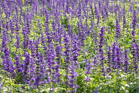 simsearch:400-07676525,k - Meadow with blooming Blue Salvia herbal flowers. Blue Salvia is plant in the mint family. Stock Photo - Budget Royalty-Free & Subscription, Code: 400-07417164