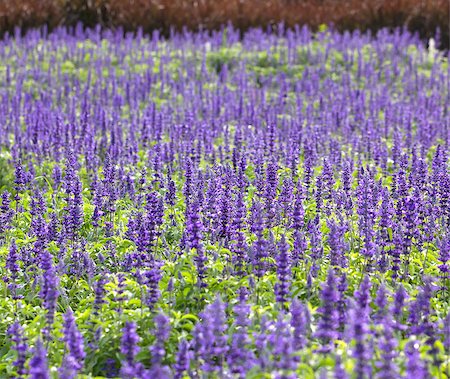 simsearch:400-07676525,k - Meadow with blooming Blue Salvia herbal flowers. Blue Salvia is plant in the mint family. Stock Photo - Budget Royalty-Free & Subscription, Code: 400-07417165