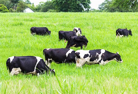 female black cow - Cows black and white on the pasture Stock Photo - Budget Royalty-Free & Subscription, Code: 400-07417170