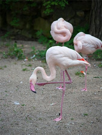 Flamingo Foto de stock - Super Valor sin royalties y Suscripción, Código: 400-07417220