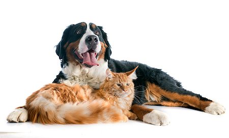 portrait of a purebred bernese mountain dog and maine coon cat in front of white background Foto de stock - Super Valor sin royalties y Suscripción, Código: 400-07417352