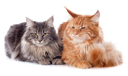 simsearch:400-08405371,k - portrait of purebred  maine coon cats on a white background Stock Photo - Budget Royalty-Free & Subscription, Code: 400-07417361