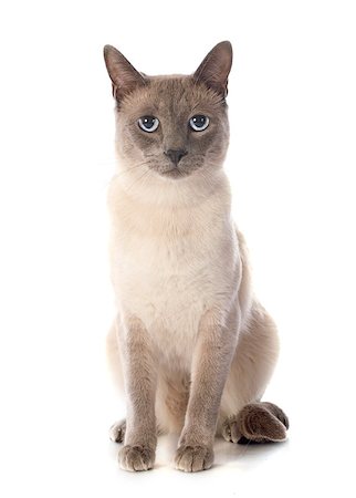 siamés - beautiful purebred siamese cat in front of white background Foto de stock - Super Valor sin royalties y Suscripción, Código: 400-07417485