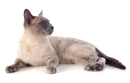simsearch:400-06333962,k - beautiful purebred siamese cat in front of white background Foto de stock - Super Valor sin royalties y Suscripción, Código: 400-07417490