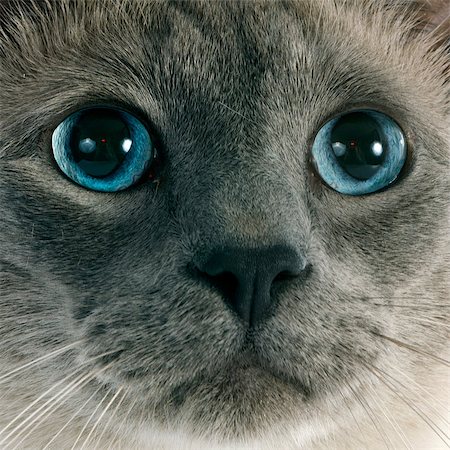 beautiful purebred siamese cat in front of white background Photographie de stock - Aubaine LD & Abonnement, Code: 400-07417491