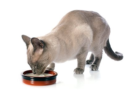 domesticate cats eating - drinking purebred siamese cat in front of white background Stock Photo - Budget Royalty-Free & Subscription, Code: 400-07417493