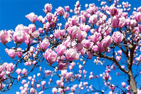 blooming magnolia tree branches against the sky Stock Photo - Budget Royalty-Free & Subscription, Code: 400-07417544