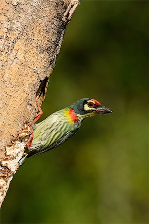 beautiful coppersmith barbet (Megalaima haemacephala) at the house hole Stock Photo - Budget Royalty-Free & Subscription, Code: 400-07417557