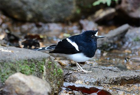 simsearch:400-07321735,k - beautiful White-crowned Forktail (Enicurus leschenaulti) in Thai forest Stockbilder - Microstock & Abonnement, Bildnummer: 400-07417551