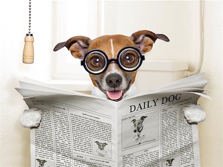crazy silly dog sitting on toilet and reading magazine Photographie de stock - Aubaine LD & Abonnement, Code: 400-07417564